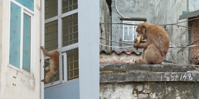 Khu dân cư ở Hà Nội lo lắng vì khỉ hoang quấy phá