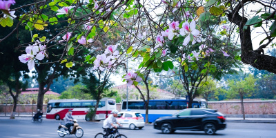 Ngắm loài hoa đẹp như "cô gái Tây Bắc" khoe sắc rực rỡ giữa lòng Thủ đô Hà Nội
