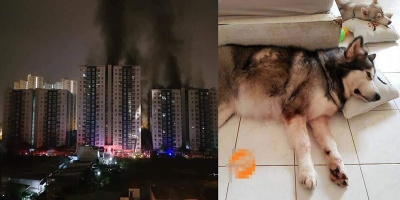 Cảm động hai chú chó dũng cảm cứu chủ trong vụ hỏa hoạn tại chung cư Carina Plaza