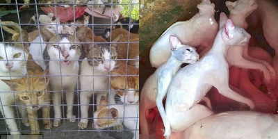 Hình ảnh những chú mèo đáng thương trong khu chợ thịt mèo nổi tiếng tại Việt Nam lên báo nước ngoài