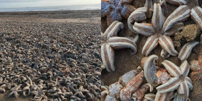Cảnh tượng gây sốc: Hàng ngàn con sao biển chết và phủ kín bãi biển sau cơn bão Emma