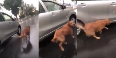 CĐM phẫn nộ trước hình ảnh chú chó bị chủ kéo đi dưới mưa đến kiệt sức vì lí do không tưởng