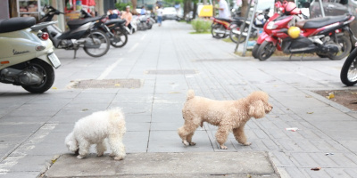 TP. HCM: Lãnh đạo quận 1 yêu cầu xử lý nạn chó thả rông ở trung tâm thành phố