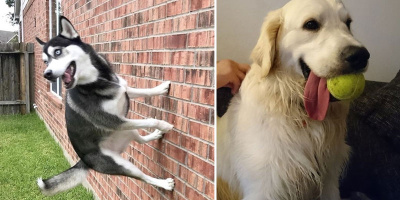 Tan chảy với những hành động ngốc nghếch không đỡ nổi của các bé cún đáng yêu!