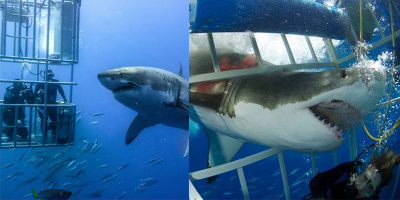 Chụp hụt con mồi, cá mập tức giận quay sang tấn công du khách đang ngắm nghía trong lồng