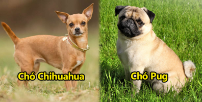 Top 10 giống chó có kích thước vừa vặn để nuôi trong nhà