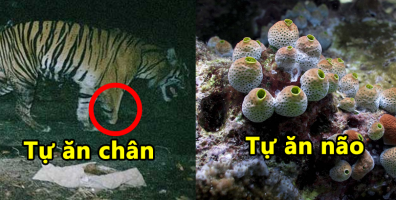 Giải mã hiện tượng kinh dị: Tại sao động vật lại ăn chính cơ thể của chúng?
