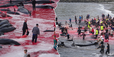 Hình ảnh gây sốc: Hàng trăm con cá voi bị thảm sát, máu nhuộm đỏ rực cả một vùng biển Đan Mạch