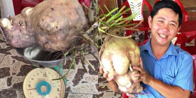 Nô nức kéo nhau xem củ khoai lang “khủng” nặng gần 9kg ở Vĩnh Long