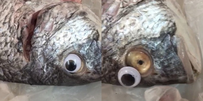 "Đỉnh cao" lừa đảo: Cửa hàng dán mắt giả vào cá để khách hàng nào cũng tưởng đấy là cá tươi
