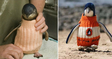 Những chiếc áo len của chim cánh cụt và câu chuyện ý nghĩa cuối đời của một người đàn ông