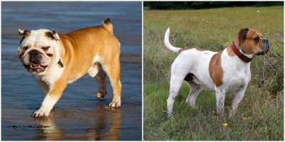 Bulldog - Chú chó có khuôn mặt siêu đáng yêu nhưng cũng là "hung thủ" gây ra nhiều sự việc đau lòng