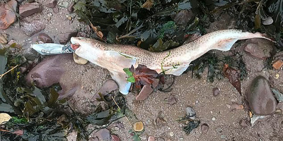 Cá mập chết khi đang ngậm vỏ chai nhựa: Lời cảnh báo về sự bừa bãi và vô tâm của con người