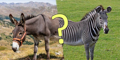 Kết quả đáng yêu không đỡ nổi sau lần trót dại ăn nằm của lừa và ngựa vằn
