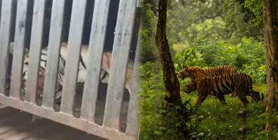 Sau nhiều tháng truy tìm, con hổ khát máu ăn thịt 13 người đã bị tiêu diệt