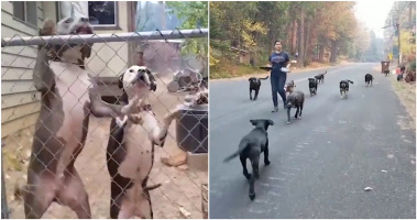 Đàn chó bị bỏ rơi mừng rỡ được ân nhân cưu mang sau thảm họa cháy rừng California, Mỹ