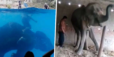 Tội ác của con người: Những chú voi bị đánh đập, bỏ đói, ép phải nhảy múa dưới nước tại sở thú