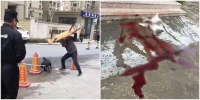 Phẫn nộ hình ảnh những chú chó hoang bị đánh đập dã man, dìm nước cho tới chết ngay trên phố