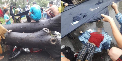 Bão số 9 hoành hành khắp Sài Gòn, cây cổ thụ bật gốc đè 1 người tử vong