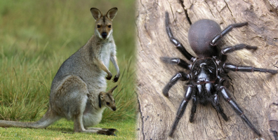 Có thể bạn chưa biết về những điều kỳ thú chỉ có tại Úc - Xứ Sở Chuột Túi