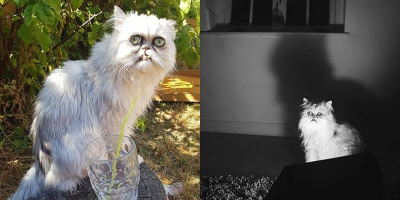 Boss mèo nổi tiếng mạng xã hội vì sở hữu gương mặt “xấu xí” nhất Vịnh Bắc Bộ