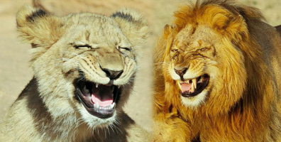 Khoảnh khắc hiếm thấy: hai sư tử đực cười tít cả mắt khi đang trên đường đi tìm bạn tình