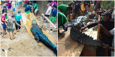 Vây bắt con cá sấu nặng tới nửa tấn, dài gần 5m vì nghi ngờ đã ăn thịt người đàn ông