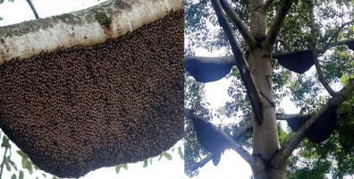 Choáng với hình ảnh cây gạo có gần 60 bầy ong mật chi chít làm tổ ở Nghệ An