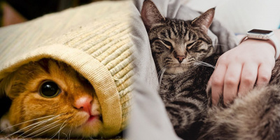 Có Thể Bạn Chưa Biết: Đây chính là lý do tại sao lũ mèo thích "ngủ ké" trên giường của bạn!