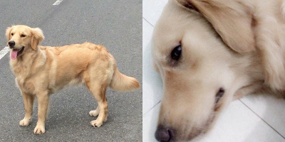 Dân mạng kêu gọi cún cưng "hiến máu" để cứu sống chú chó đang nguy kịch khỏi lưỡi hái tử thần