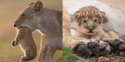 Hổ dữ không ăn thịt con nhưng con sư tử mẹ này lại đang "nhai đầu" con của nó?