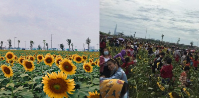"Thảm họa" vườn hoa hướng dương SG: Check in "1m vuông 5 người", bóc hạt trên hoa để tạo hình