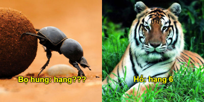 Bảng xếp hạng 10 loài động vật khỏe nhất hành tinh, hạng 1 không ai đoán được