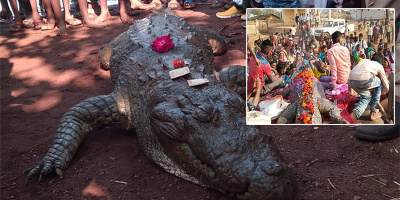 Đau lòng vì cá sấu 130 tuổi qua đời, cả làng thi nhau chán chường, khóc lóc, bỏ ăn