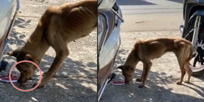 CĐM phẫn nộ khi chú chó bị khâu 2 bên mép, gầy trơ xương vì không thể ăn được gì