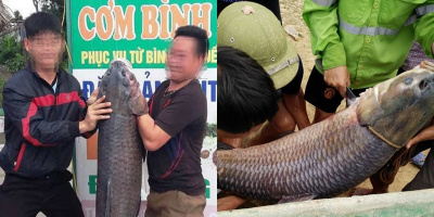 Cá trắm đen "khủng" nặng hơn 33 kg, dài gần 1 mét sa lưới ngư dân Thanh Hóa