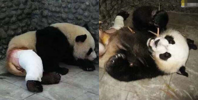 Chú gấu trúc đi đánh nhau về gãy cả chân, phải cạo lông bó bột nhưng thái độ vẫn rất "đại ca"