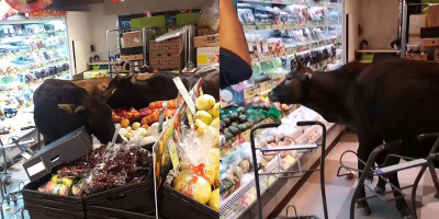 Vụ cướp táo tợn có tổ chức: "Băng đảng" bò xông vào siêu thị, ăn sạch rau củ đắt tiền