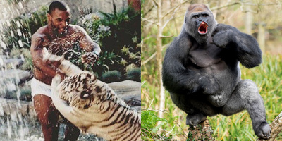 Hết vật nhau với hổ, Mike Tyson còn trả hơn 200 triệu đồng chỉ để được tỉ thí với khỉ đột