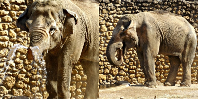 Chú voi buồn nhất thế giới qua đời sau 43 năm trầm cảm vì bị giam cầm