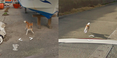 Em chó shiba rượt theo xe chụp ảnh của Google rồi lưu danh muôn thuở vì tật sống ảo