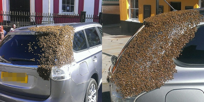 Ong chúa mải chơi kẹt vào ô tô, báo hại cả bầy em út đuổi theo suốt 2 ngày để giải cứu