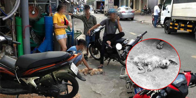 Thanh niên đánh chết chú chó nhỏ vì tè bậy ngoài đường: Có cần thiết phải nhẫn tâm như thế?