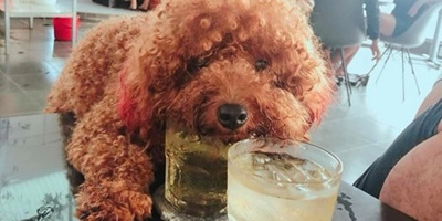 Tranh cãi chuyện chó cưng dùng cốc uống nước: "Tôi đã trả tiền, cốc dùng xong sẽ rửa, chẳng sao cả"