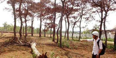 3000 cây thông hơn 17 năm tuổi bị kẻ xấu "hạ độc" héo mòn ở Lâm Đồng