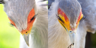 Ngắm vẻ đẹp mỹ miều của loài chim có hàng mi quyến rũ nhất thế giới