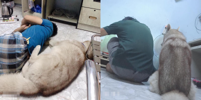 Cô vợ bất lực nhìn chồng cưng nựng chú chó Husky hơn cả mình