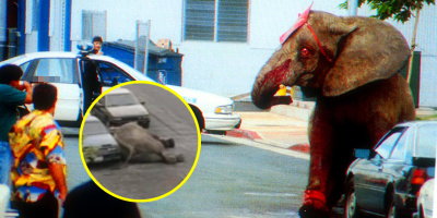 Câu chuyện bi kịch về chú voi bỏ chạy khỏi rạp xiếc, gục chết vì bị bắn 87 phát đạn