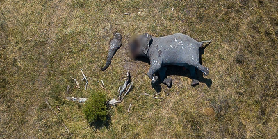 Hình ảnh chú voi bị hãm hại lấy ngà nằm chơ vơ giữa đồng cỏ khiến cả thế giới phẫn nộ