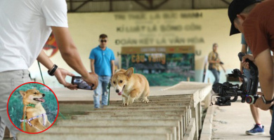 Vai cậu Vàng vẫn chưa chốt: Dân mạng đồng loạt gọi tên chó cỏ và chó Phú Quốc lên sóng